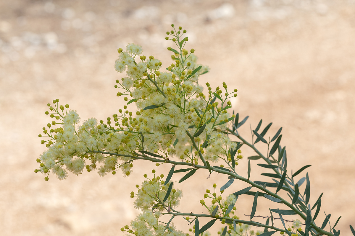 Изображение особи Acacia victoriae.