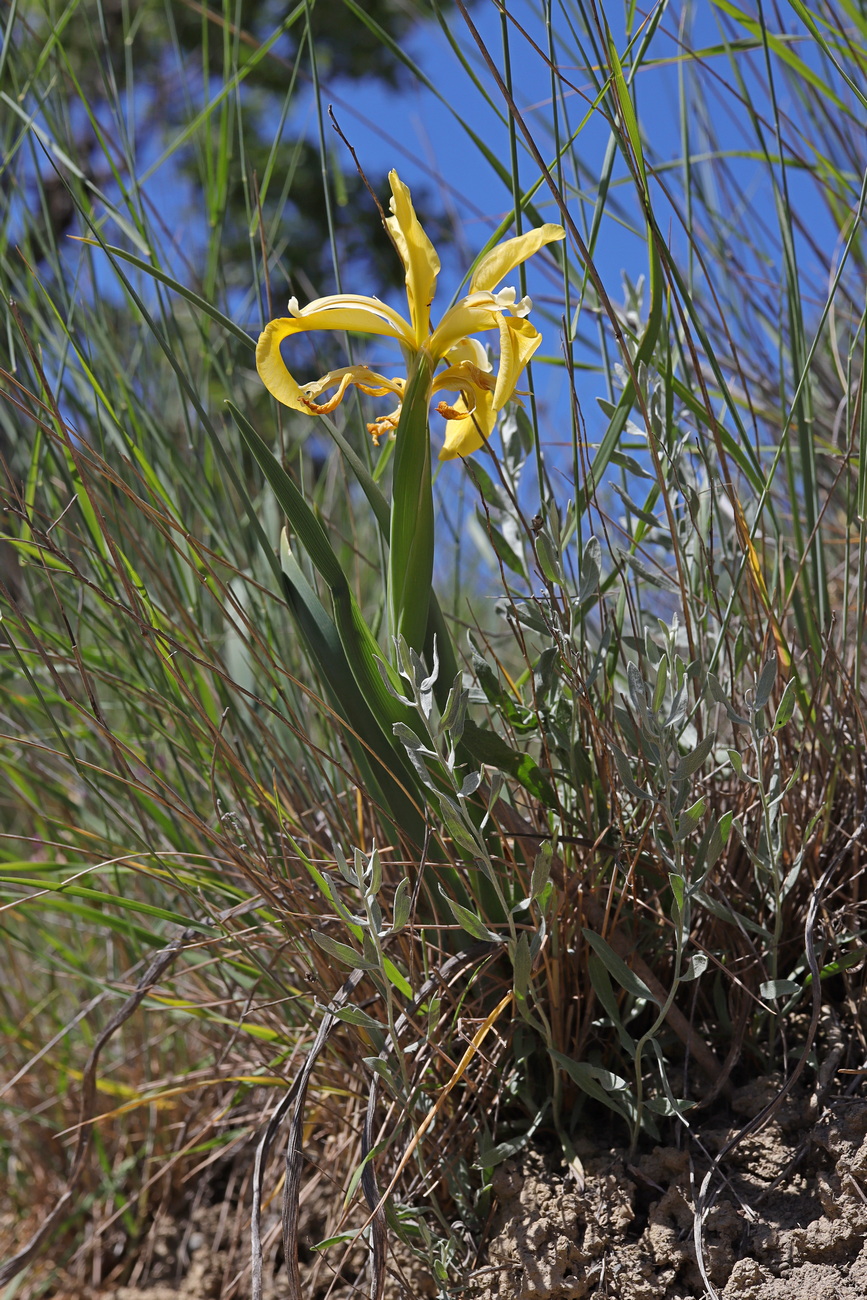 Изображение особи Iris halophila.