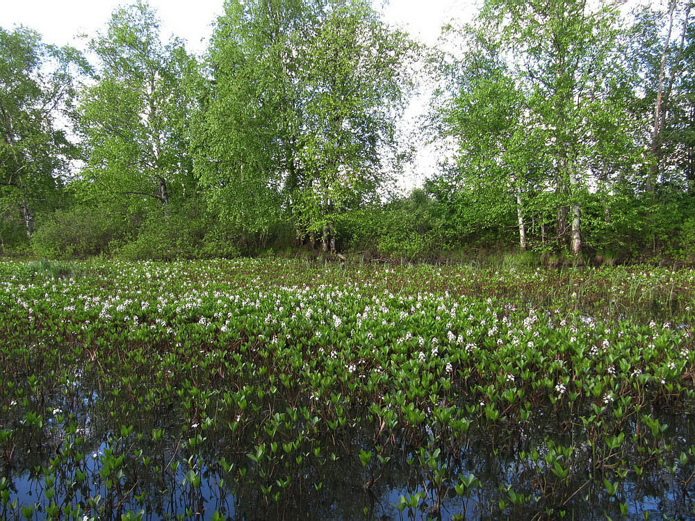 Image of Menyanthes trifoliata specimen.