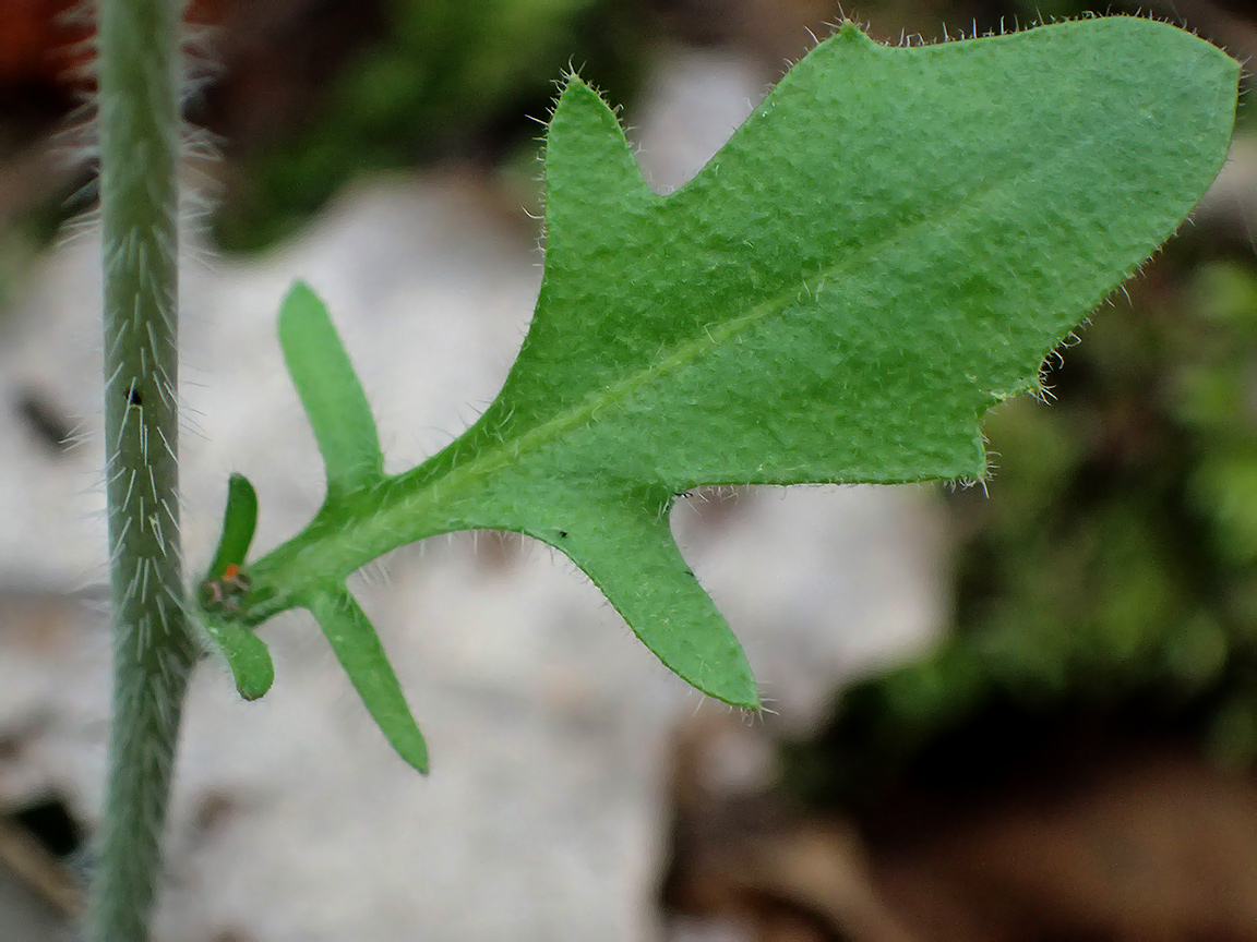 Image of Arabidopsis arenosa specimen.