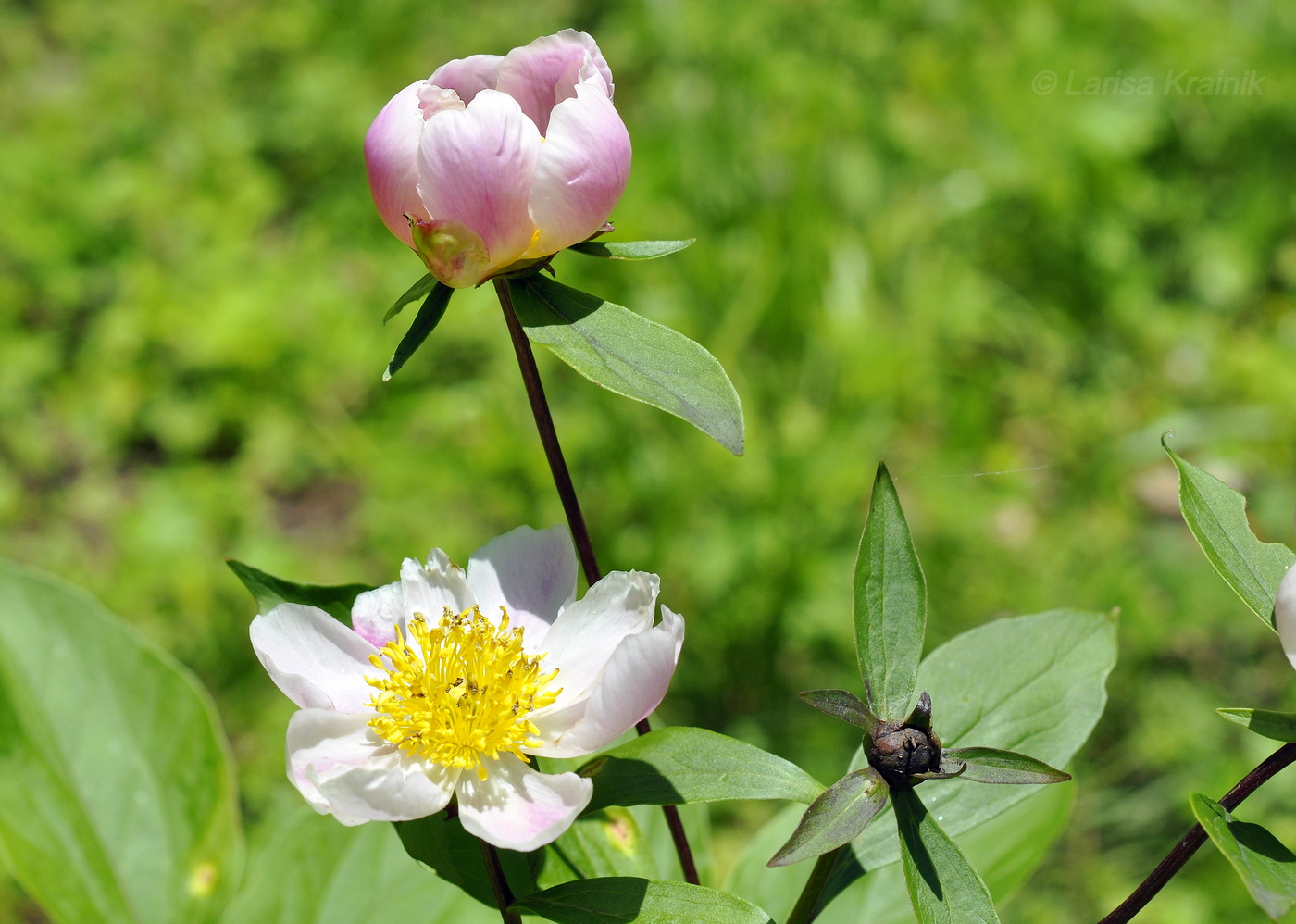 Изображение особи Paeonia lactiflora.