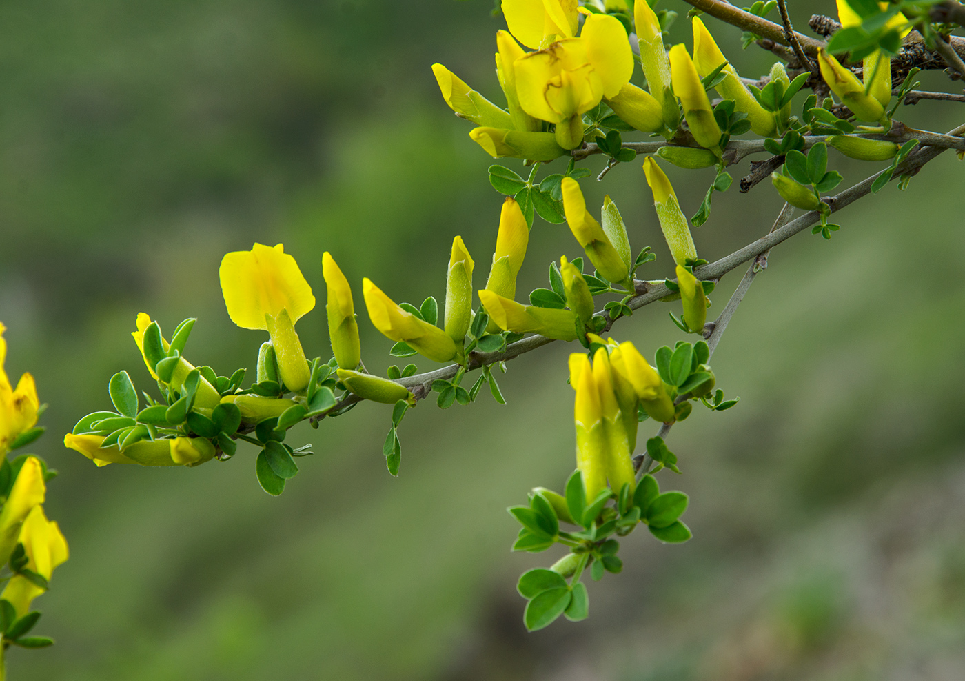 Изображение особи Chamaecytisus ruthenicus.