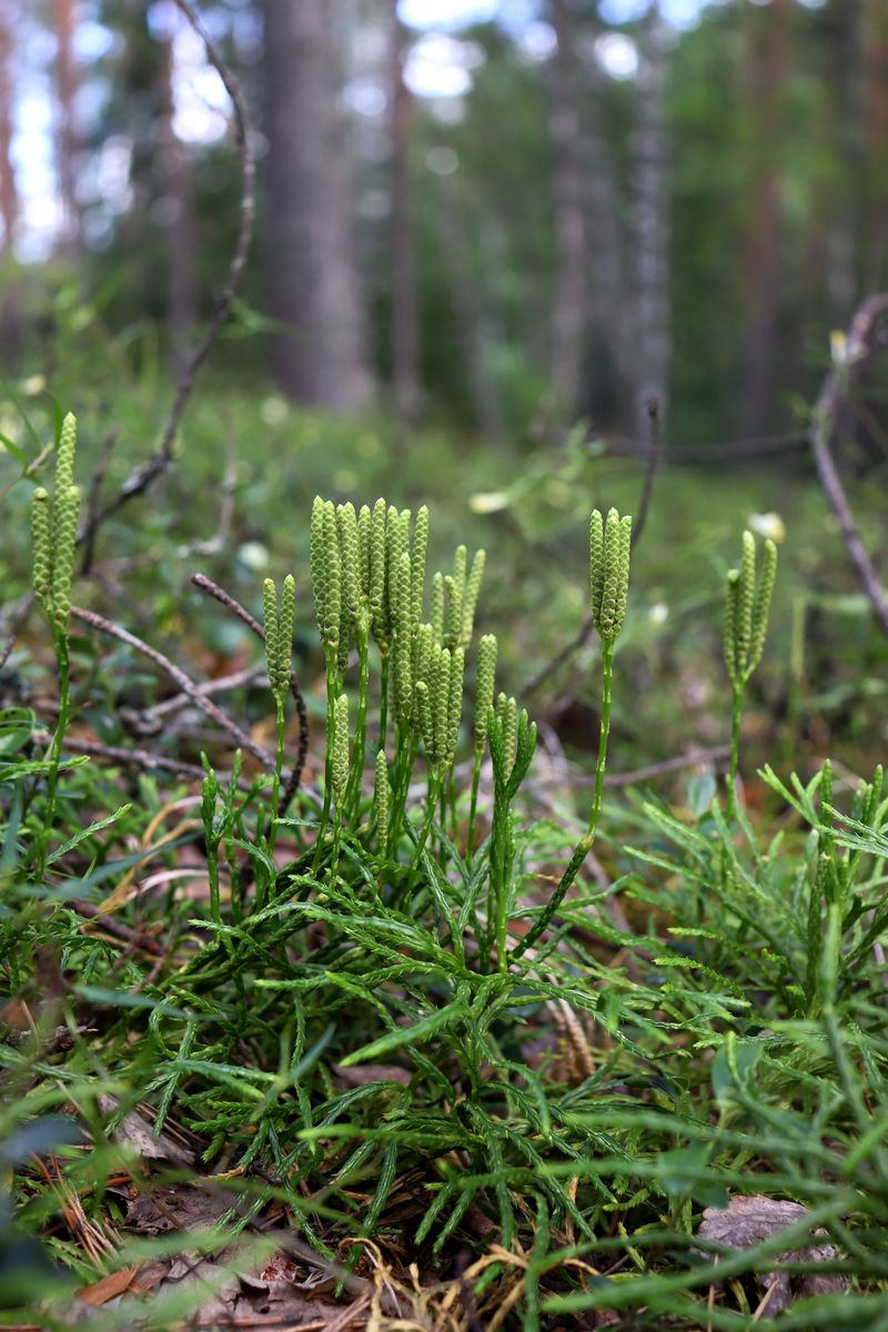 Image of Diphasiastrum complanatum specimen.