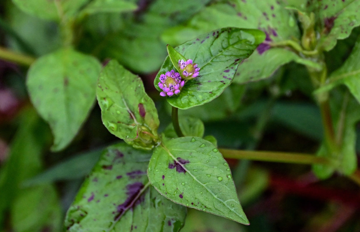 Изображение особи Cephalophilon nepalense.