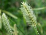 Agropyron pinifolium. Соплодие. Краснодарский край, м/о Анапа, окр. пос. Супсех, луговой участок вдоль тропы на вершине горы. 04.06.2021.