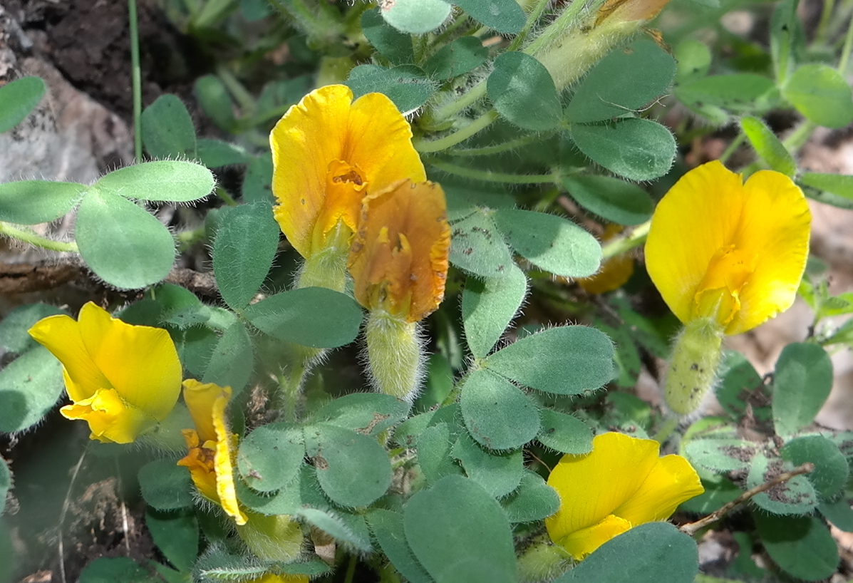 Image of Chamaecytisus polytrichus specimen.