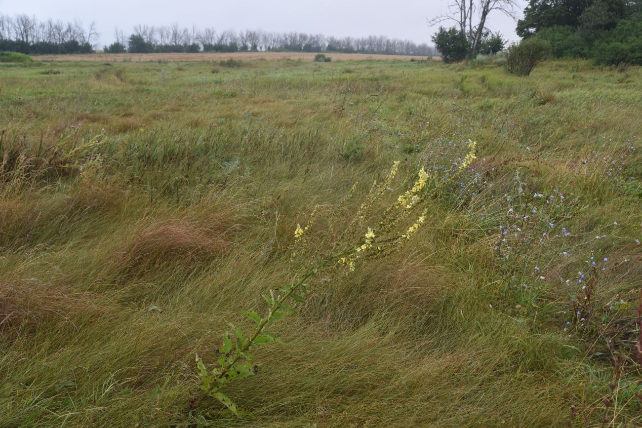 Image of Verbascum lychnitis specimen.