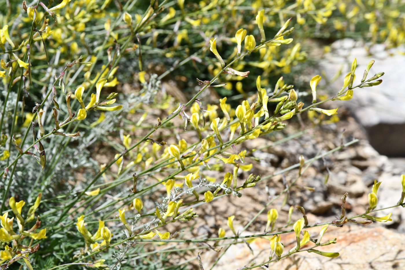 Изображение особи Astragalus scheremetewianus.