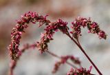 Persicaria lapathifolia. Верхушка побега с отцветающими соцветиями и частично завязавшимися плодами. Самарская обл., Ставропольский р-н, окр. с. Жигули, Молодецкий курган, берег зал. Жигулёвская Труба, каменная россыпь. 7 сентября 2023 г.