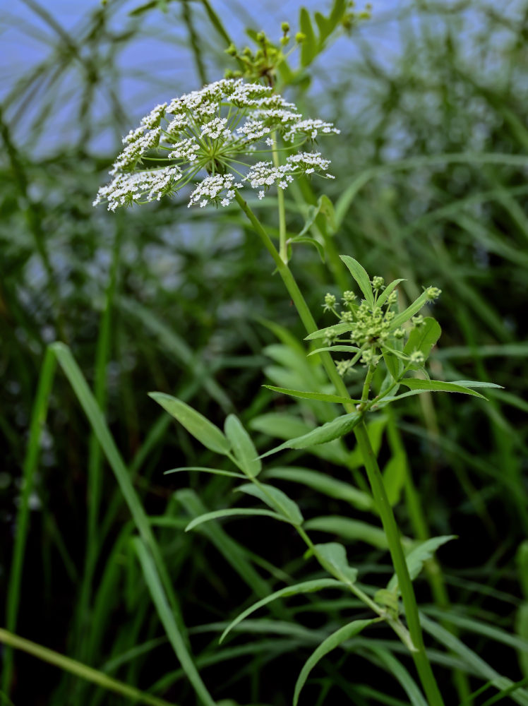 Изображение особи Sium latifolium.