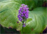 Dactylorhiza baltica