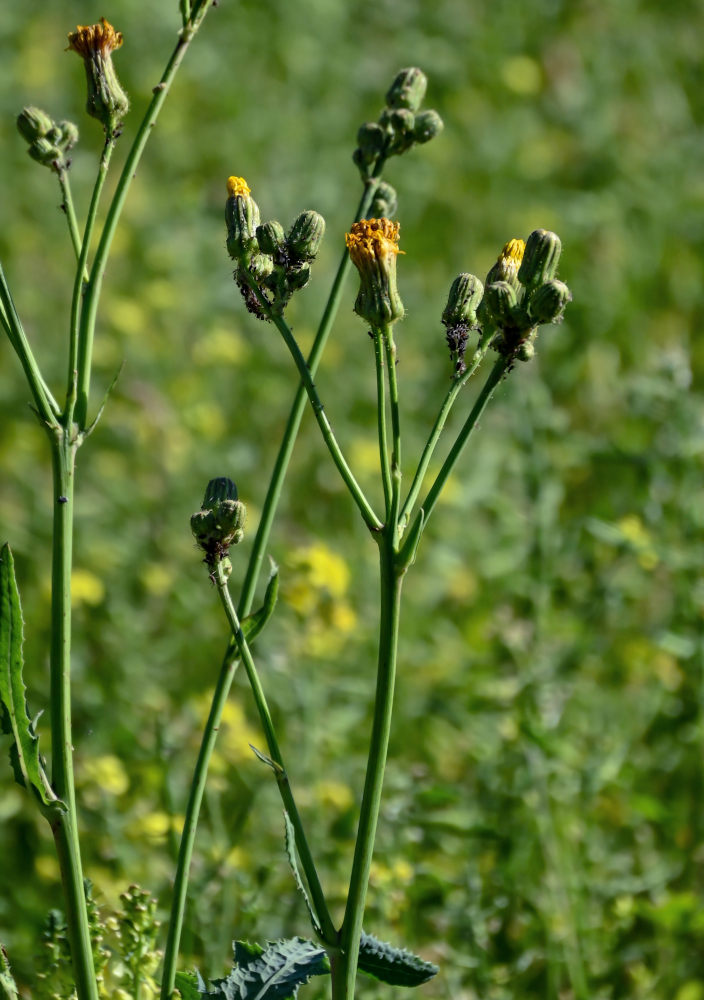 Image of Sonchus arvensis specimen.