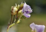 Murdannia nudiflora