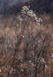 Aster tataricus