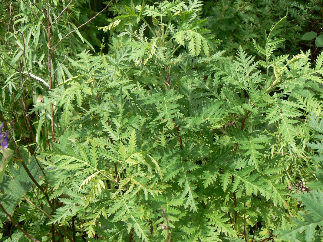 Изображение особи Artemisia gmelinii.