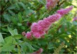 Spiraea × billardii. Верхушка побега с соцветием. Московская обл., Раменский р-н, окр. дер. Хрипань, садовый участок. 07.07.2024.