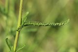 Achillea millefolium