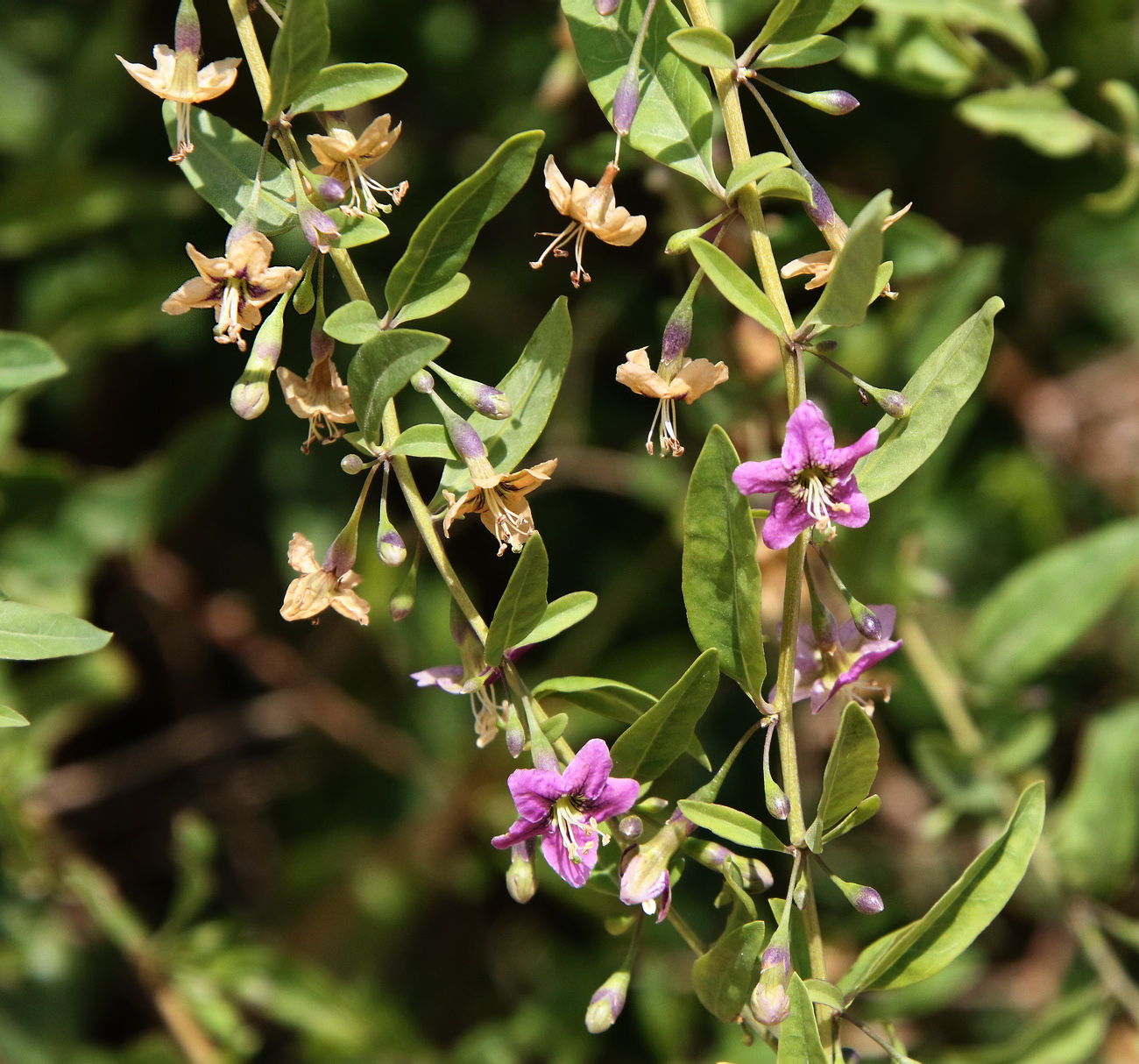 Изображение особи Lycium barbarum.