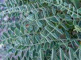 Hedysarum tauricum