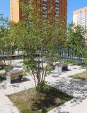 Amelanchier ovalis. Плодоносящее растение. Краснодарский край, г. Новороссийск, в культуре. 04.06.2024.