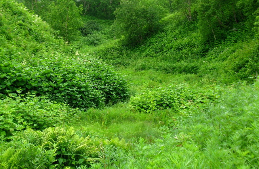 Image of Filipendula camtschatica specimen.