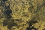 род Potamogeton. Опутанные водорослями растения. Ленинградская обл., Кингисеппский р-н, окр. дер. Урмизно у мыса Дубовский, каменисто-песчаное мелководье у берега. 08.09.2024.