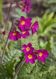 View full-size image genus Primula