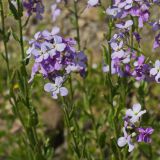 View full-size image Hesperis matronalis