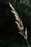 View full-size image Calamagrostis epigeios