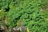 View full-size image genus Heracleum