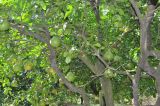 View full-size image Citrus maxima
