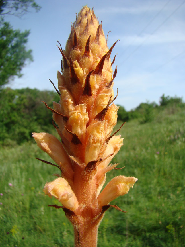 Image of Orobanche centaurina specimen.