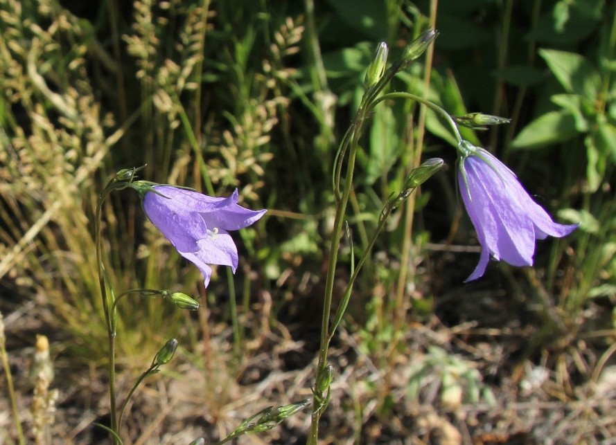 Image of Campanula rotundifolia specimen.