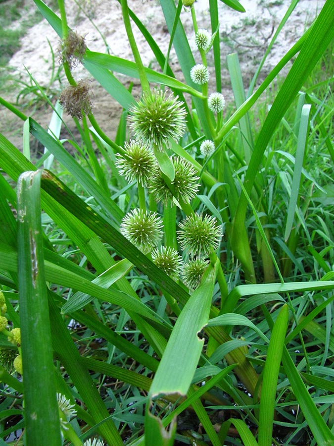 Image of Sparganium emersum specimen.