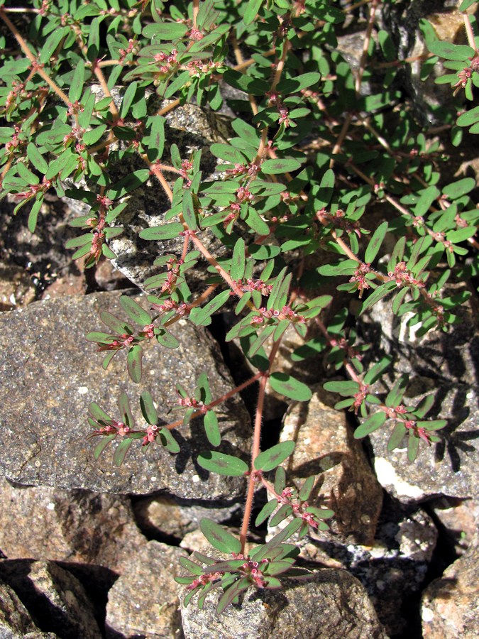 Image of Euphorbia maculata specimen.