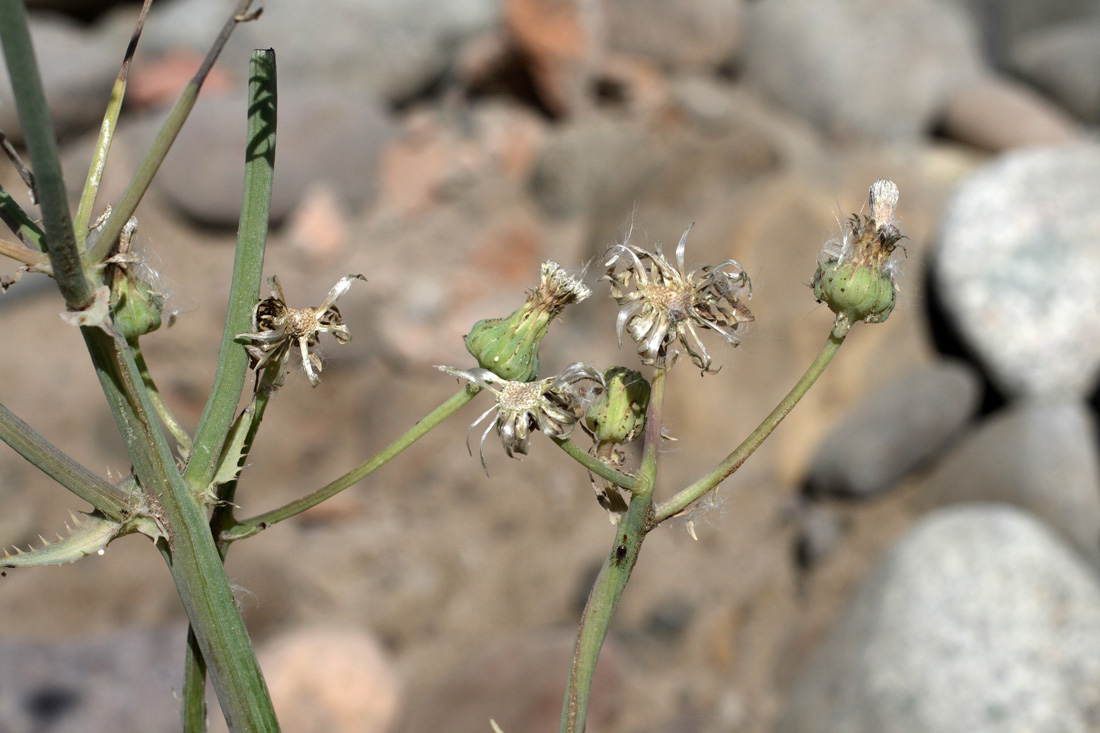 Image of Sonchus asper specimen.