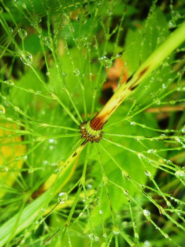 Image of Equisetum sylvaticum specimen.