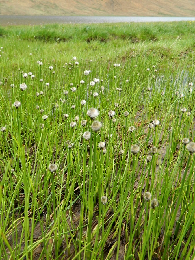 Image of Eriophorum scheuchzeri specimen.
