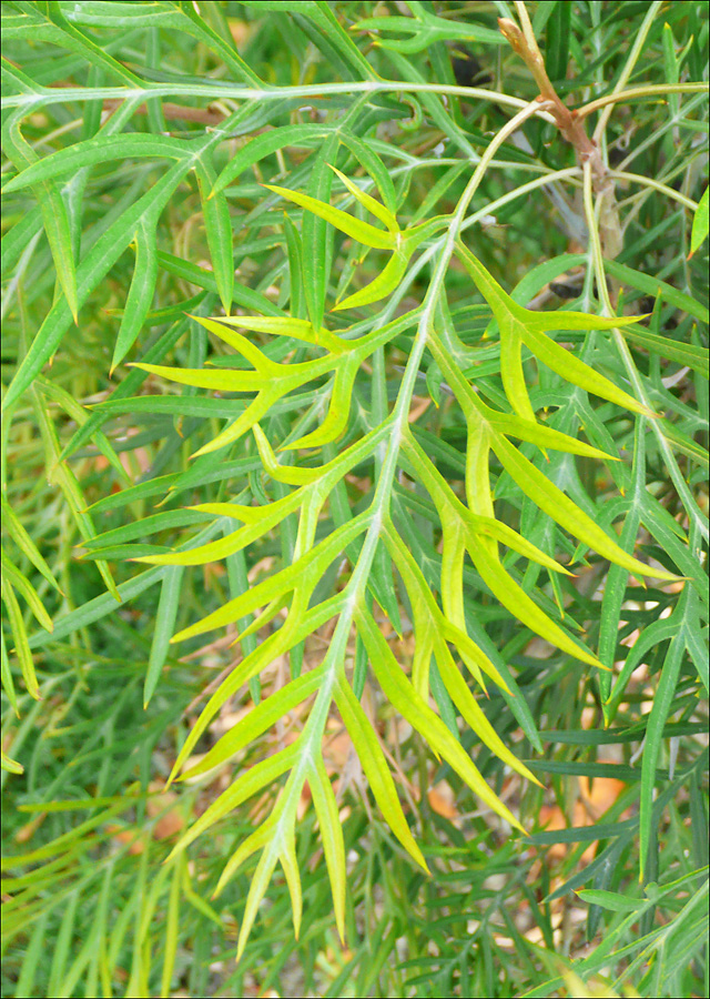 Image of Grevillea banksii specimen.