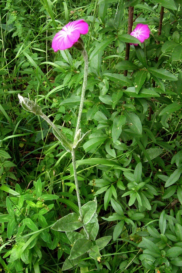 Изображение особи Lychnis coronaria.