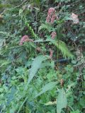 Persicaria lapathifolia