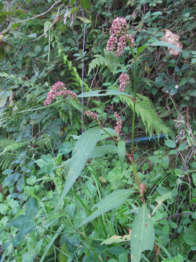 Изображение особи Persicaria lapathifolia.