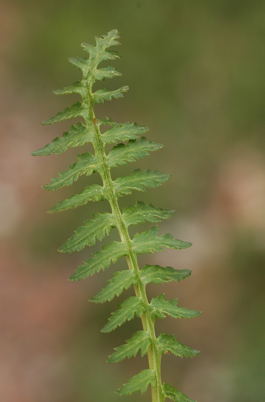 Image of Pedicularis pubiflora specimen.