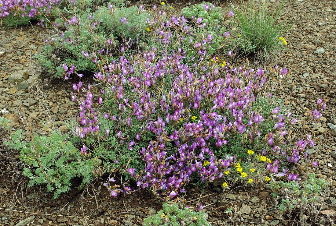 Image of Astragalus compressus specimen.