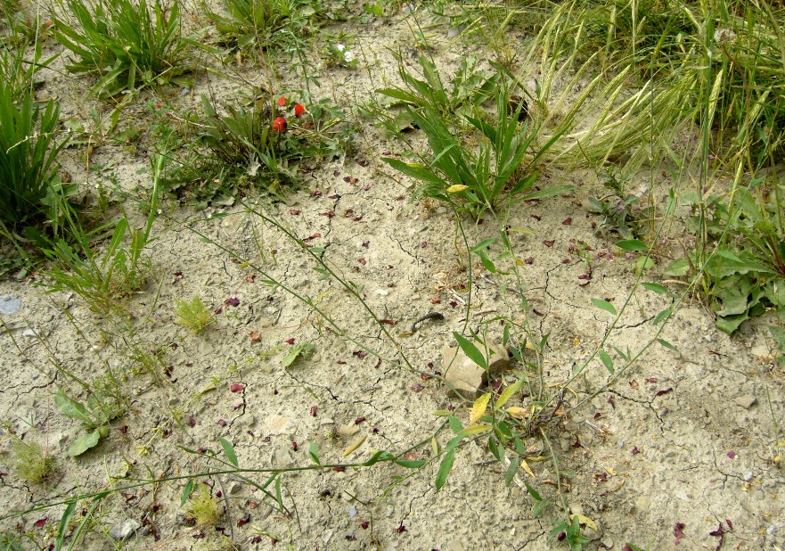 Image of Polygonum hyrcanicum specimen.