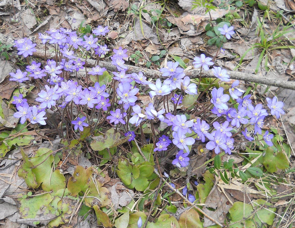 Изображение особи Hepatica nobilis.