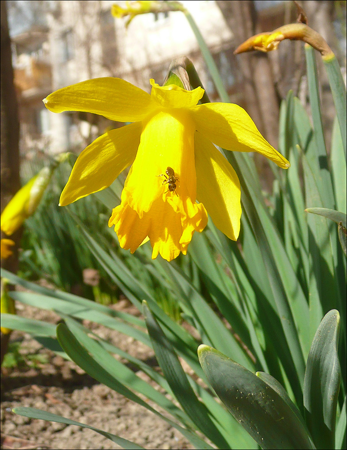 Изображение особи Narcissus pseudonarcissus.