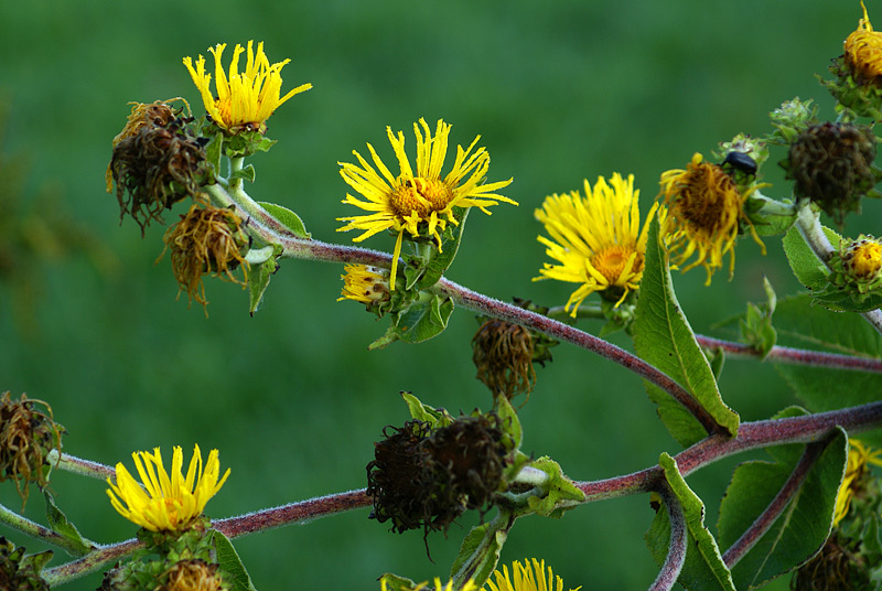 Изображение особи Inula helenium.