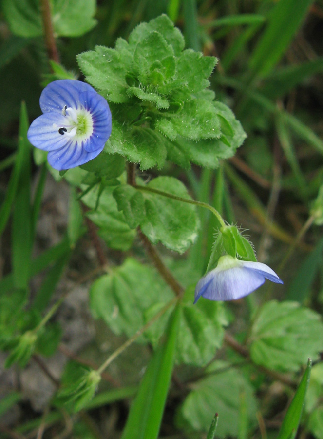 Image of Veronica persica specimen.