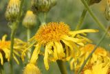 Inula macrophylla. Соцветие. Узбекистан, Ташкентская обл., отроги Чаткальского хр. в окр. г. Газалкент. 27.05.2012.